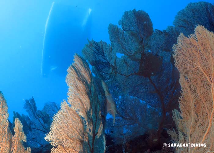 liveaboard dive cruise in Nosy Be